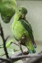 Blaukr�nchen (Loriculus galgulus) am 3.8.2010 im Frankfurter Zoo.