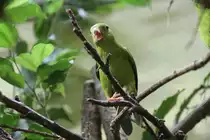 Blaukr�nchen (Loriculus galgulus) am 3.8.2010 im Frankfurter Zoo.