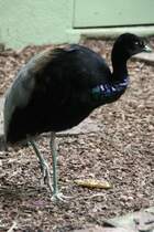 Grauflgel-Trompetervogel (Psophia crepitans) am 3.8.2010 im Frankfurter Zoo. 