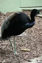 Graufl�gel-Trompetervogel (Psophia crepitans) am 3.8.2010 im Frankfurter Zoo. 