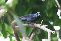 Mnnlicher Ultramarinbischof (Cyanocompsa brissonii) am 3.8.2010 im Frankfurter Zoo. 