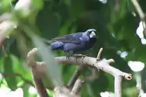 M�nnlicher Ultramarinbischof (Cyanocompsa brissonii) am 3.8.2010 im Frankfurter Zoo. 