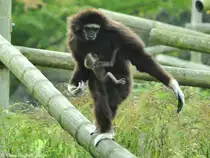 Wei�handgibbon-Weibchen mit Jungtier (Hylobates lar) im Tierpark Berlin (Oktober 2014).