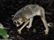 N�rdlicher Grauschlanklori (Loris lydekkerianus nordicus) im Zoologischen Garten Frankfurt am Main (April 2012).