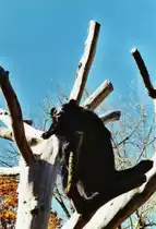 Ein B�r macht seine Siesta im Basler ZOO am 26. Oktober 2009