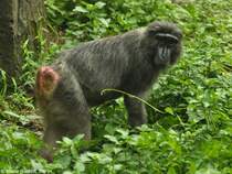 Hecks Makak (Macaca hecki) im Zoologischen Garten Jakarta (November 2013).