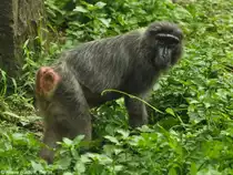 Hecks Makak (Macaca hecki) im Zoologischen Garten Jakarta (November 2013).