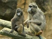 Hecks Makak-Weibchen mit Jungtier (Macaca hecki) im Zoologischen Garten Jakarta (November 2013).