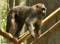 Mohrenmakak (Macaca maura) im Tasikoki Wildlife Rescue Center (Nord Sulawesi, November 2013).