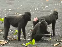 Schopfmakaken (Macaca nigra) im Tangkoko National Park (Nord-Sulawesi, November 2013).