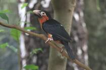 Senegal-Furchenschnabel auch Furchenschnabel-Bartvogel genannt (Lybius dubius) am 3.8.2010 im Frankfurter Zoo.