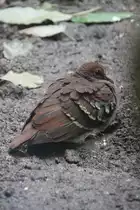 Bartlett-Dolchstichtaube (Gallicolumba criniger) am 3.8.2010 im Frankfurter Zoo.
