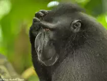 Schopfmakak (Macaca nigra) im Tangkoko National Park (Nord-Sulawesi, November 2013).