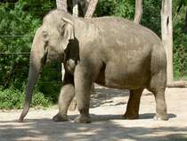 Asiatischer Elefant am 20.5.2007 in Berlin Zoologischen Garten.