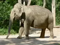 Asiatischer Elefant am 20.5.2007 in Berlin Zoologischen Garten.