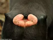 Ges��schwielen des Schopfmakaken (Macaca nigra) im Tangkoko National Park (Nord-Sulawesi, November 2013).