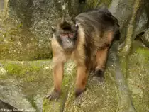Mentawei-Makak-M�nnchen (Macaca pagensis) in der Taman Safari Indonesia Bogor (November 2013).