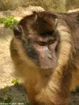 Mentawei-Makak-M�nnchen (Macaca pagensis) in der Taman Safari Indonesia Bogor (November 2013).