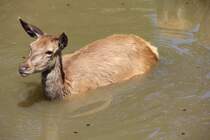 Rothirschkuh sucht eine Abkhlung in Tambach am 14.05.2015.