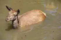 Rothirschkuh sucht eine Abk�hlung in Tambach am 14.05.2015.