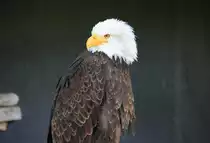 Wei�kopfseeadler in Tambach am 14.05.2015.