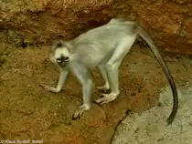 Grauer Sumatra-Langur (Presbytis melalophus mitrata) in der Taman Safari Indonesia Bogor (November 2013).