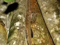 Manado-Koboldmaki (Tarsius tarsier - Typ Manado) im Tangkoko National Park (near Manado, Nordost-Sulawesi, November 2013).