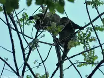 B�renkuskus (Ailurops ursinus) im Tangkoko National Park (near Manado, Nordost-Sulawesi, November 2013).