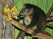 B�renkuskus (Ailurops ursinus) in der Taman Safai Indonesia Bogor (West-Java, November 2013).