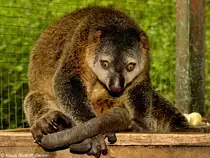 B�renkuskus (Ailurops ursinus) im Bitung Zoo (near Manado, Nordost-Sulawesi, November 2013).