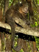 B�renkuskus (Ailurops ursinus) im Tasikoki Wildlife Rescue Center (near Manado, Nordost-Sulawesi, November 2013).