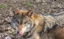 Wolf in Tambach am 14.05.2015.