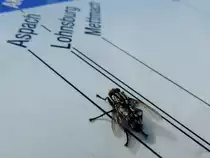 Welchen Weg soll ich einschlagen? 
Fleischfliege auf der Aussichtsplattform G�blberg im Hausruckwald; 140803