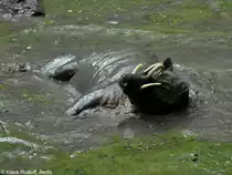 Sulawesi-Hirscheber (Babyrousa celebensis) im Tasikoki Wildlife Rescue Center - nahe Manado (Nordost-Sulawesi, November 2013).
