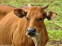Java-Banteng-Kuh (Bos javanicus javanicus) im Zoo Jakarta (November 2013)