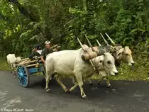 Zebugespann (Bos primigenius f. Taurus) - nahe Manado (Nordost-Sulawesi, November 2013).