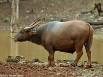 Hauswasserbffel oder Kerabau (Bubalus arnee f. bubalis) im Zoo Jakarta (November 2013).