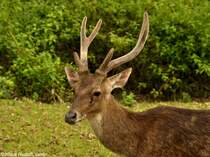 Sulawesi-Timorhirsch (Rusa timorensis macassaricus) im Tasikoki Wildlife Rescue Center - nahe Manado (Nordost-Sulawesi, November 2013).