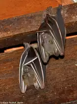 Gro�er Kurznasen-Flughund (Cynopterus sphinx) im Zoo Singapore (November 2013).