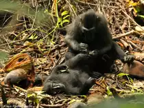 Schopfmakak(Macaca nigra) im Tangkoko National Park - Manado (Nordost-Sulawesi, November 2013).