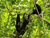 Schopfmakak(Macaca nigra) im Tangkoko National Park - Manado (Nordost-Sulawesi, November 2013).