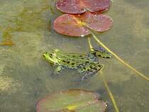 Wasserfrosch in einem Teich des Botanischen Gartens in Berlin.