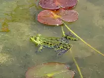 Wasserfrosch in einem Teich des Botanischen Gartens in Berlin.