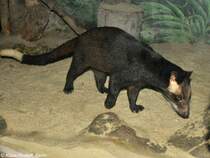 Sumatra-Larvenroller (Paguma larvata leucomystax) in der Taman Safari Indonesia Bogor / West-Java (November 2013).