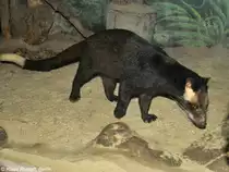 Sumatra-Larvenroller (Paguma larvata leucomystax) in der Taman Safari Indonesia Bogor / West-Java (November 2013).