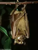 Harlekin-Flughund oder Streifengesichts-Flughund (Styloctenium wallacei) im Tierpark Berlin (M�rz 2002). 