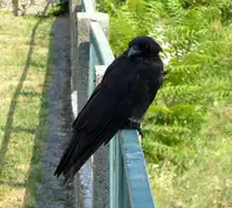 Rabenkr�he, recht zutraulich, Aug.2015