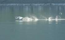 Ein Schwan nimmt Anlauf...
(April 2009)