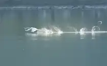 Ein Schwan nimmt Anlauf...
(April 2009)