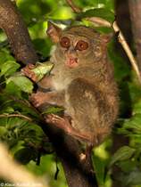Sulawesi-Koboldmaki (Tarsius tarsier - Typ Manado) im Zoo Bitung nahe Manado - Nordost-Sulawesi (November 2013). 